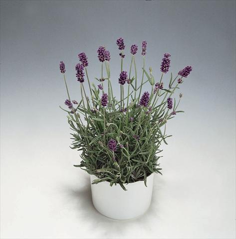 Photo de variété de fleurs à utiliser comme: Pot et Plante à massif Lavandula angustifolia Blue River
