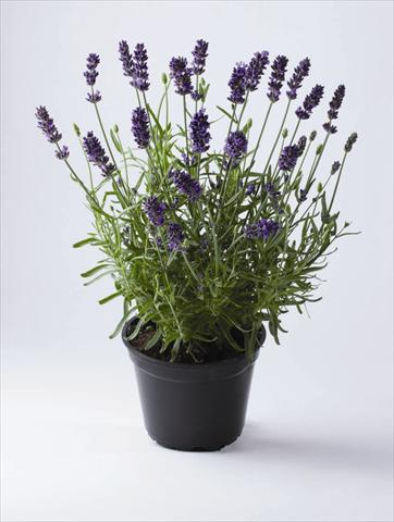 Photo de variété de fleurs à utiliser comme: Pot et Plante à massif Lavandula angustifolia Early Hidcote