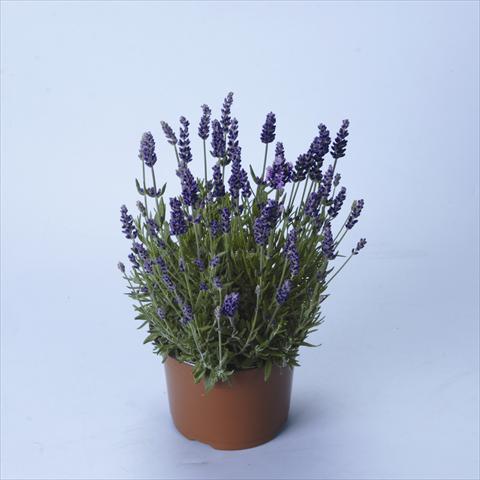 Photo de variété de fleurs à utiliser comme: Pot et Plante à massif Lavandula angustifolia Lavance® Purple