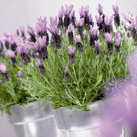 Photo de variété de fleurs à utiliser comme: Pot et Plante à massif Lavandula stoechas Little Bee® Purple