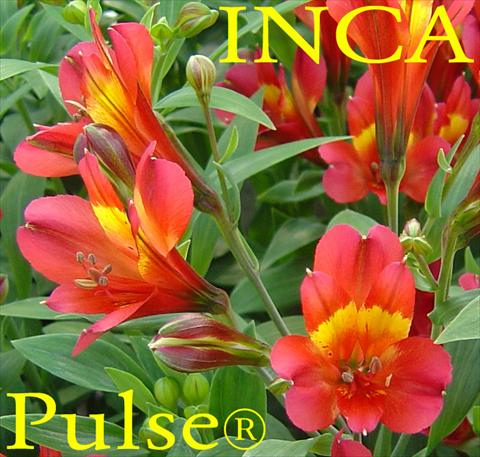 Photo de variété de fleurs à utiliser comme: Plante à massif/ plante de bordure Alstroemeria Inca® Pulse