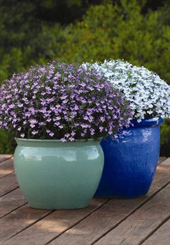 Photo de variété de fleurs à utiliser comme: Pot et Plante à massif Lobelia erinus Hot Springs™ Lavender