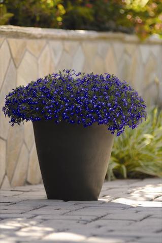 Photo de variété de fleurs à utiliser comme: Pot et Plante à massif Lobelia erinus Sweet Springs Blue