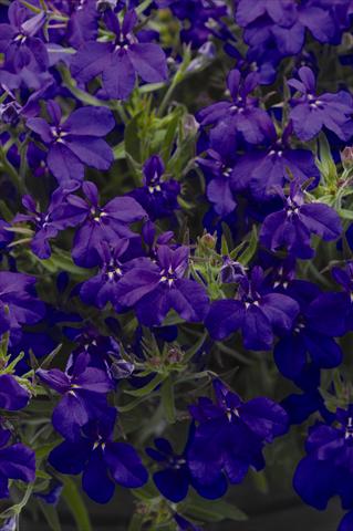Photo de variété de fleurs à utiliser comme: Pot et Plante à massif Lobelia erinus Sweet Springs Dark Blue