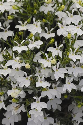 Photo de variété de fleurs à utiliser comme: Pot et Plante à massif Lobelia erinus Lobelia erinus Sweet Springs White