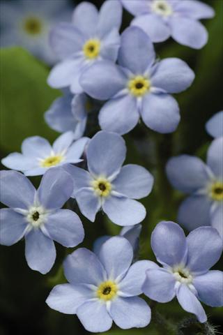 Photo de variété de fleurs à utiliser comme: Pot et Plante à massif Myosotis sylvatica Mon Amie Blue