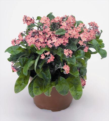 Photo de variété de fleurs à utiliser comme: Pot et Plante à massif Myosotis sylvatica Rosylva
