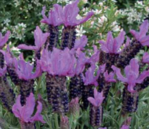 Photo de variété de fleurs à utiliser comme: Plante à massif/ plante de bordure Lavandula stoechas Ruffles Blueberry