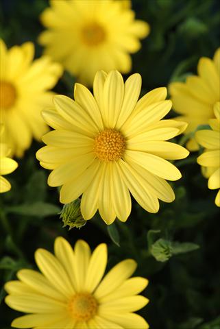 Photo de variété de fleurs à utiliser comme: Pot et Plante à massif Osteospermum ecklonis Voltage™ Yellow