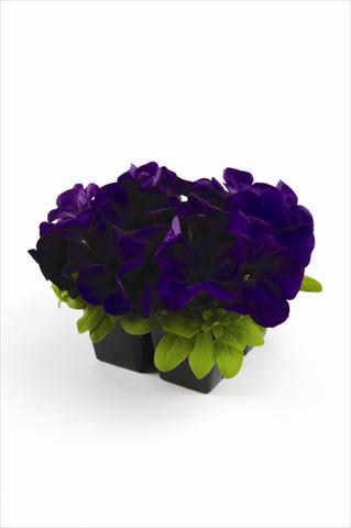 Photo de variété de fleurs à utiliser comme: Pot et Plante à massif Petunia grandiflora Pacta Parade Blue