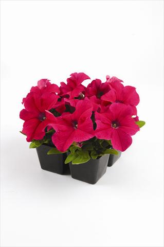 Photo de variété de fleurs à utiliser comme: Plante à massif, pot ou Suspension Petunia grandiflora Pacta Parade Pink-Rose