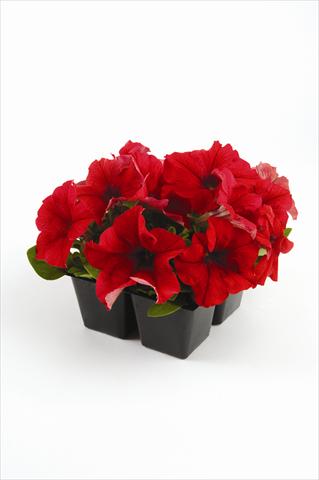 Photo de variété de fleurs à utiliser comme: Plante à massif, pot ou Suspension Petunia grandiflora Pacta Parade Red