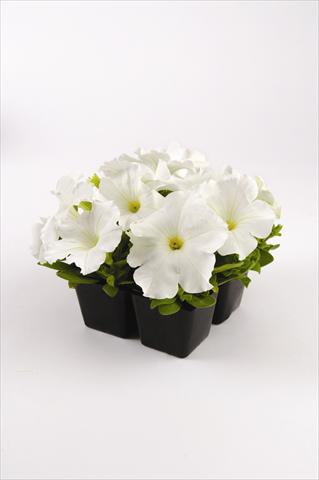 Photo de variété de fleurs à utiliser comme: Plante à massif, pot ou Suspension Petunia grandiflora Pacta Parade White