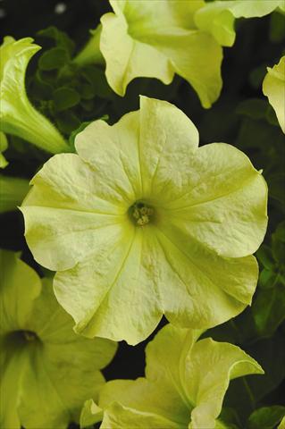 Photo de variété de fleurs à utiliser comme: Plante à massif, pot ou Suspension Petunia grandiflora Sophistica F1 Lime Green