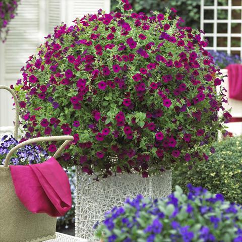 Photo de variété de fleurs à utiliser comme: Plante à massif, pot ou Suspension Petunia hybrida Blanket™ Zinfandel