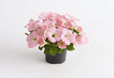 Photo de variété de fleurs à utiliser comme: Plante à massif, pot ou Suspension Petunia hybrida GO!Tunia® Light Pink
