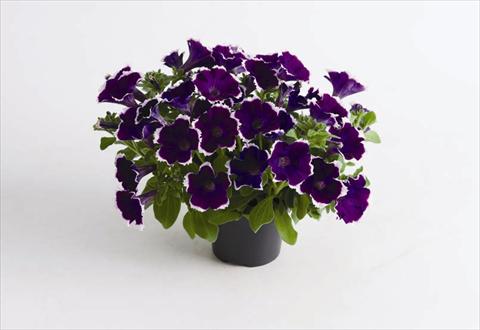 Photo de variété de fleurs à utiliser comme: Pot et Plante à massif Petunia hybrida Viva® Picotee Blue