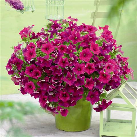 Photo de variété de fleurs à utiliser comme: Pot et Plante à massif Petunia hybrida GO!Tunia® Neon Pink