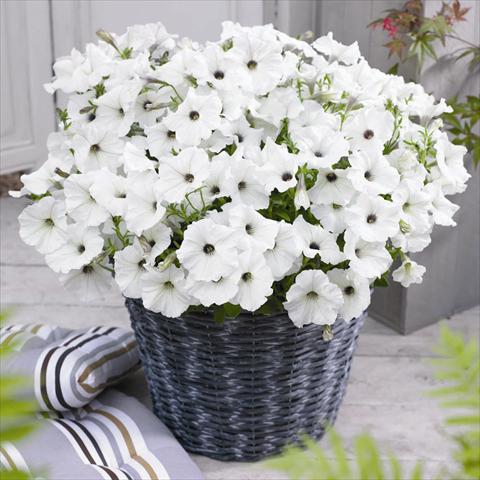 Photo de variété de fleurs à utiliser comme: Pot et Plante à massif Petunia hybrida GO!Tunia® White