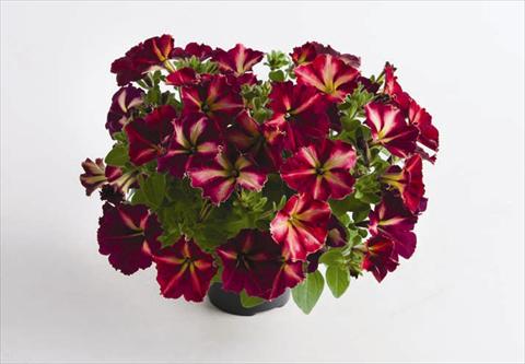 Photo de variété de fleurs à utiliser comme: Pot et Plante à massif Petunia hybrida Mystical® Cha Ching