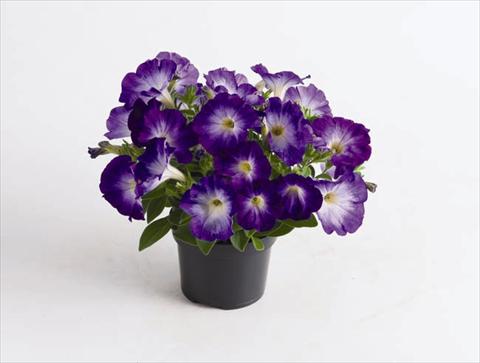 Photo de variété de fleurs à utiliser comme: Pot et Plante à massif Petunia hybrida Viva® Blue Morn