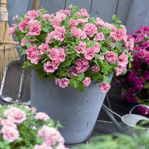 Photo de variété de fleurs à utiliser comme: Pot et Plante à massif Petunia hybrida Viva® Double Pink