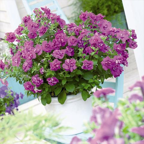 Photo de variété de fleurs à utiliser comme: Pot et Plante à massif Petunia hybrida Viva® Double Purple