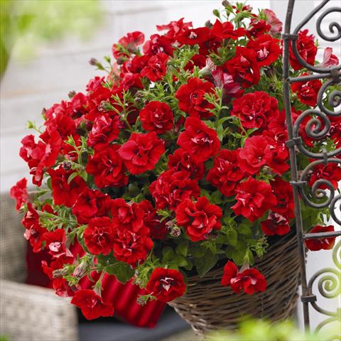 Photo de variété de fleurs à utiliser comme: Pot et Plante à massif Petunia hybrida Viva® Double Red