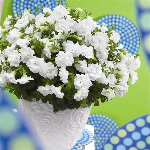 Photo de variété de fleurs à utiliser comme: Pot et Plante à massif Petunia hybrida Viva® Double White