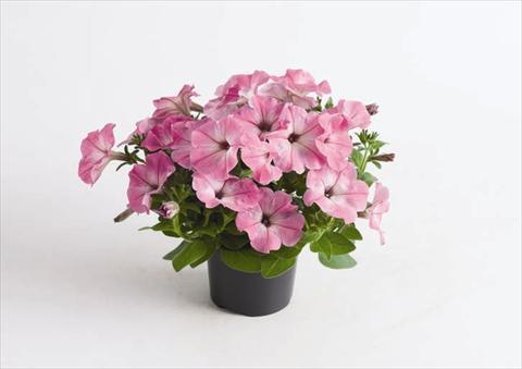 Photo de variété de fleurs à utiliser comme: Pot et Plante à massif Petunia hybrida Viva® Pink Morn