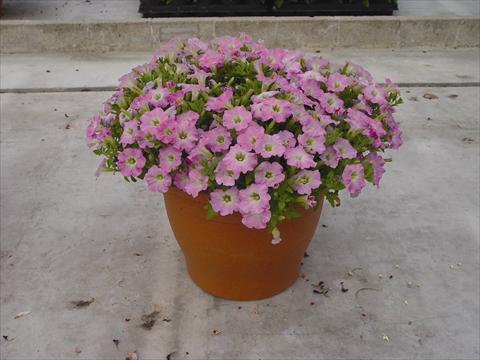 Photo de variété de fleurs à utiliser comme: Pot et Plante à massif Petunia hybrida Vivini™ Pink