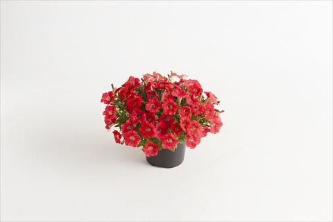 Photo de variété de fleurs à utiliser comme: Pot et Plante à massif Petunia hybrida Vivini™ Red