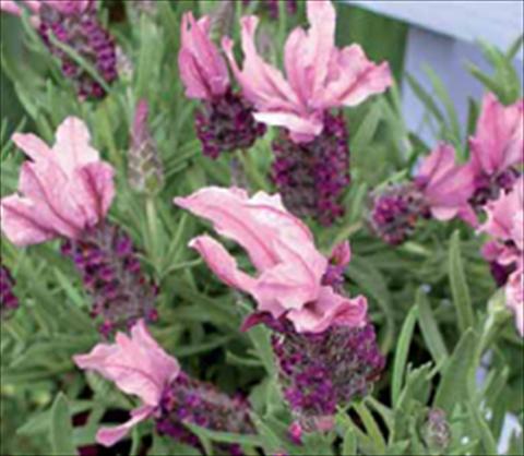 Photo de variété de fleurs à utiliser comme: Plante à massif/ plante de bordure Lavandula stoechas Ruffles Mulberry