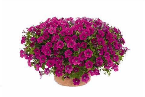 Photo de variété de fleurs à utiliser comme: Pot et Plante à massif Petunia hybrida Vivini™ Rose