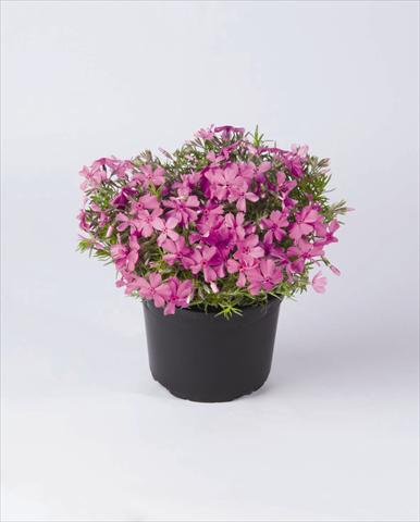 Photo de variété de fleurs à utiliser comme: Pot et Plante à massif Phlox subulata Early Spring Lavender
