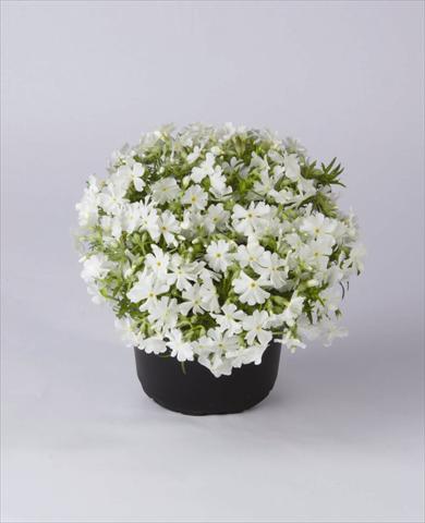 Photo de variété de fleurs à utiliser comme: Pot et Plante à massif Phlox subulata Early Spring White