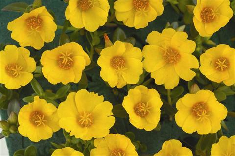 Photo de variété de fleurs à utiliser comme: Pot et Plante à massif Portulaca Pazzaz™ Vivid Yellow