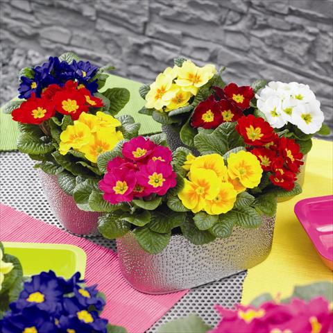 Photo de variété de fleurs à utiliser comme: Pot et Plante à massif Primula acaulis, veris, vulgaris Cairo F1 PrimeTime Mix
