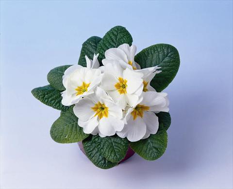 Photo de variété de fleurs à utiliser comme: Pot et Plante à massif Primula acaulis, veris, vulgaris Cairo F1 White