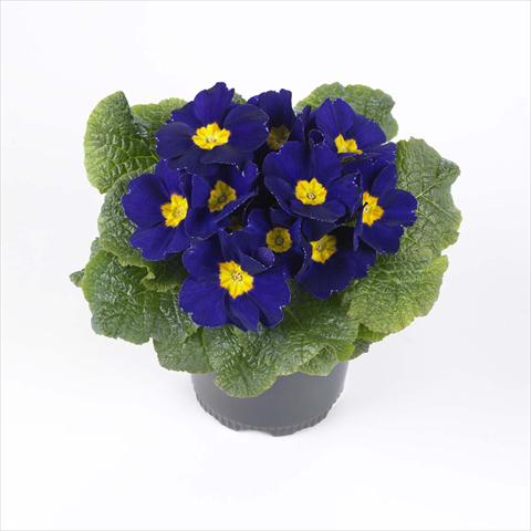 Photo de variété de fleurs à utiliser comme: Pot et Plante à massif Primula acaulis, veris, vulgaris Esna® F1 Blue