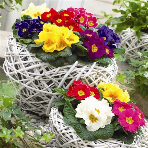 Photo de variété de fleurs à utiliser comme: Pot et Plante à massif Primula acaulis, veris, vulgaris Esna® F1 Prime Time Mix