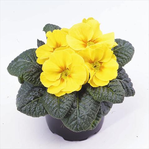 Photo de variété de fleurs à utiliser comme: Pot et Plante à massif Primula acaulis, veris, vulgaris Esna® F1 Yellow