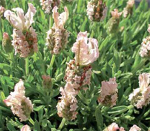 Photo de variété de fleurs à utiliser comme: Plante à massif/ plante de bordure Lavandula stoechas Ruffles Peachberry