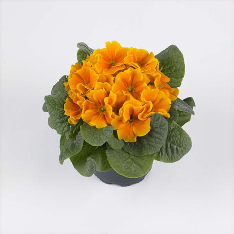 Photo de variété de fleurs à utiliser comme: Pot et Plante à massif Primula acaulis, veris, vulgaris Luxor® F1 Orange