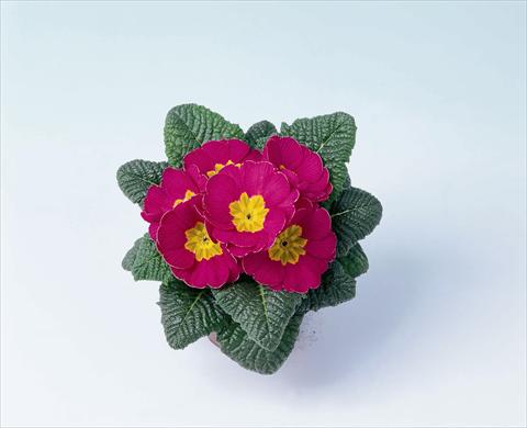 Photo de variété de fleurs à utiliser comme: Pot et Plante à massif Primula acaulis, veris, vulgaris Luxor® F1 Rose