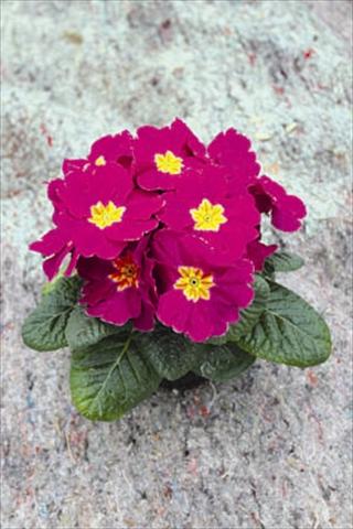 Photo de variété de fleurs à utiliser comme: Pot et Plante à massif Primula acaulis, veris, vulgaris Salome® F1 Lila