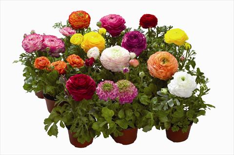 Photo de variété de fleurs à utiliser comme: Pot Ranunculus asiaticus Bloomingdale F1 Mix