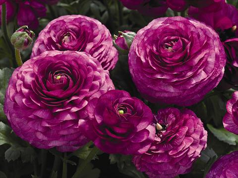 Photo de variété de fleurs à utiliser comme: Pot Ranunculus asiaticus Maché F1 Purple