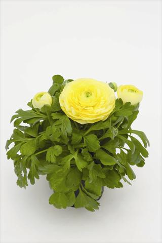 Photo de variété de fleurs à utiliser comme: Pot Ranunculus asiaticus Rebecca Creme Shades