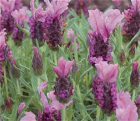 Photo de variété de fleurs à utiliser comme: Plante à massif/ plante de bordure Lavandula stoechas Ruffles Raspberry